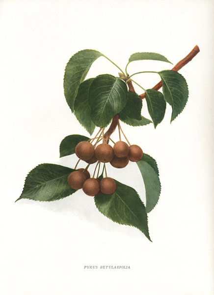  pyrus betulaefolia