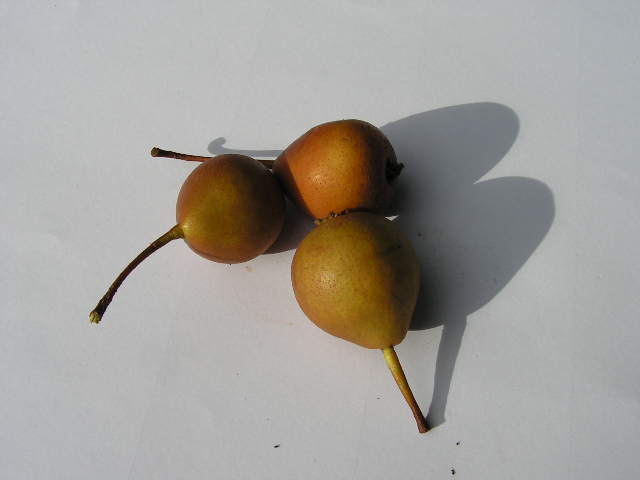  pyrus bourgaeana