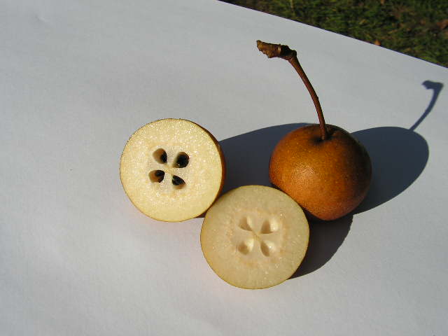  pyrus bourgaeana