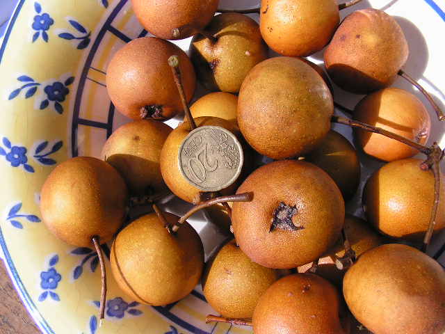  pyrus bourgaeana