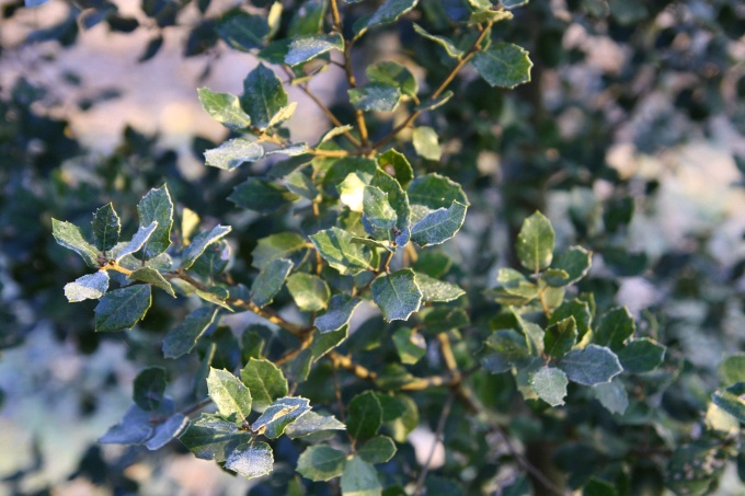  quercus ilex ballota