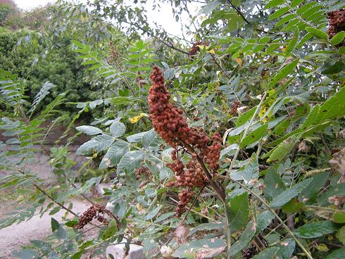  rhus coriaria