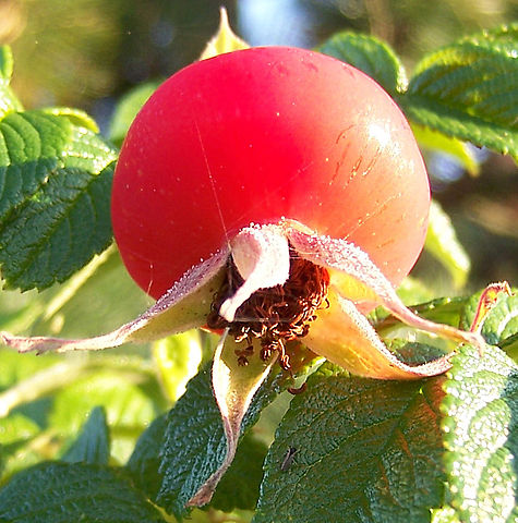  rosa rugosa