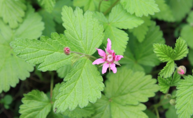  rubus arcticus sofia