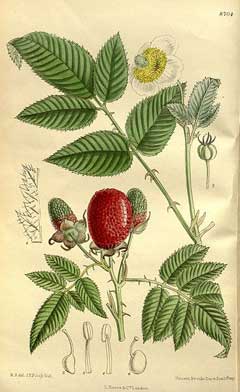  rubus illecebrosus