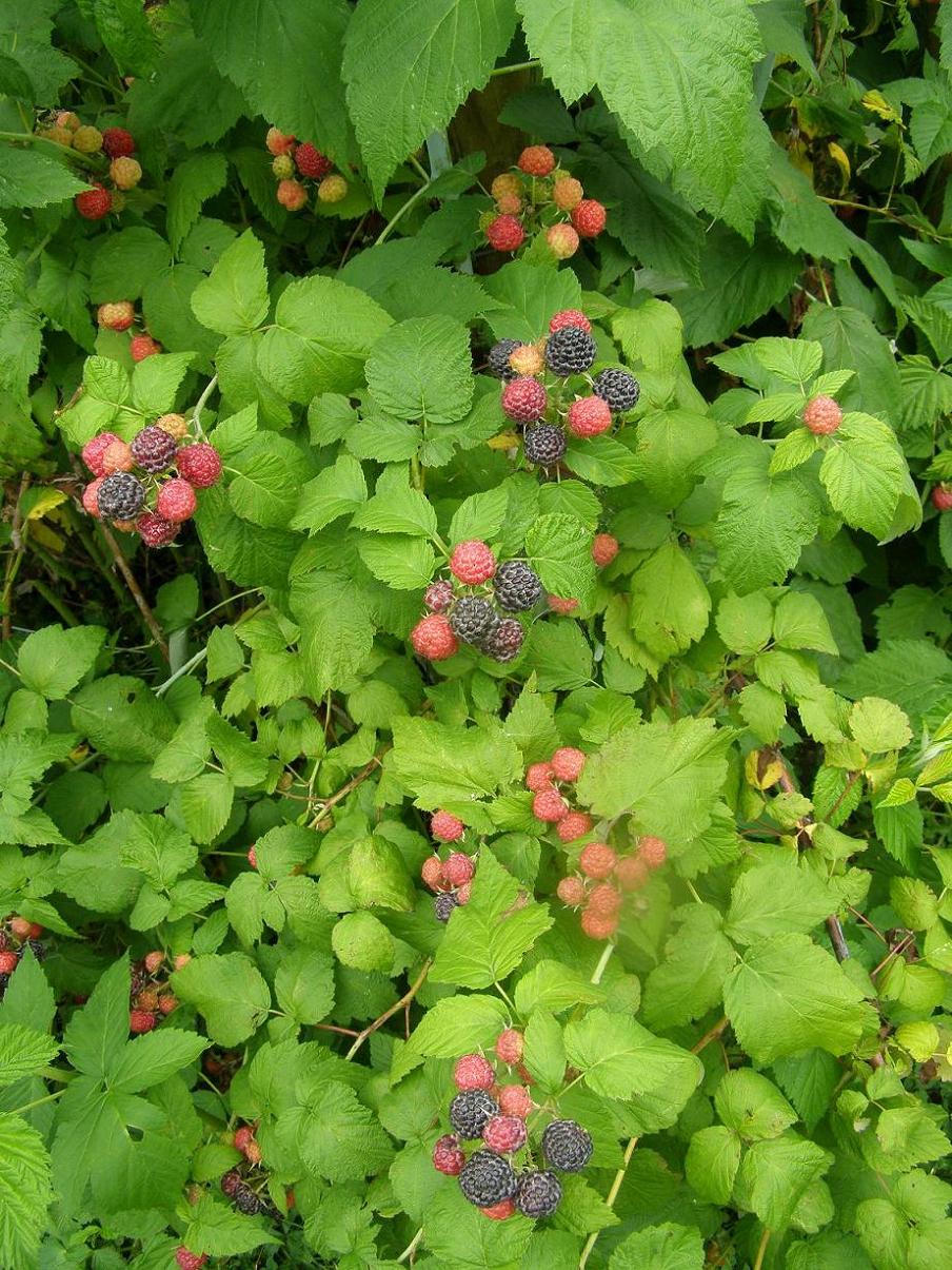  rubus occidentalis