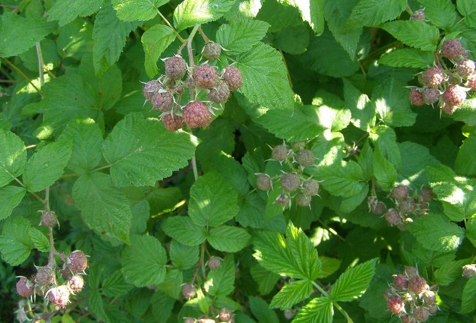  rubus occidentalis