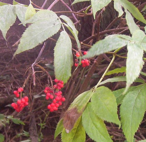  sambucus racemosa
