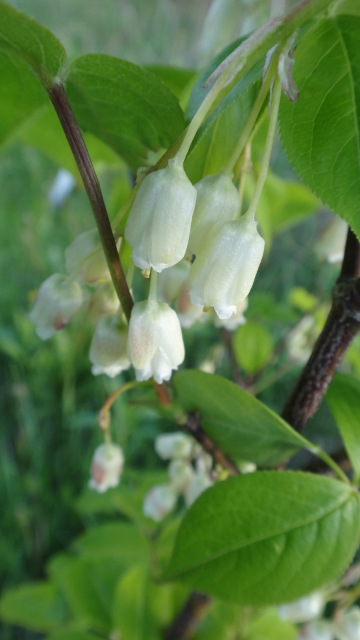  schisandra chinensis eastern prince