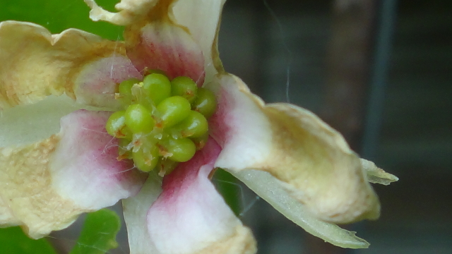  schisandra chinensis eastern prince