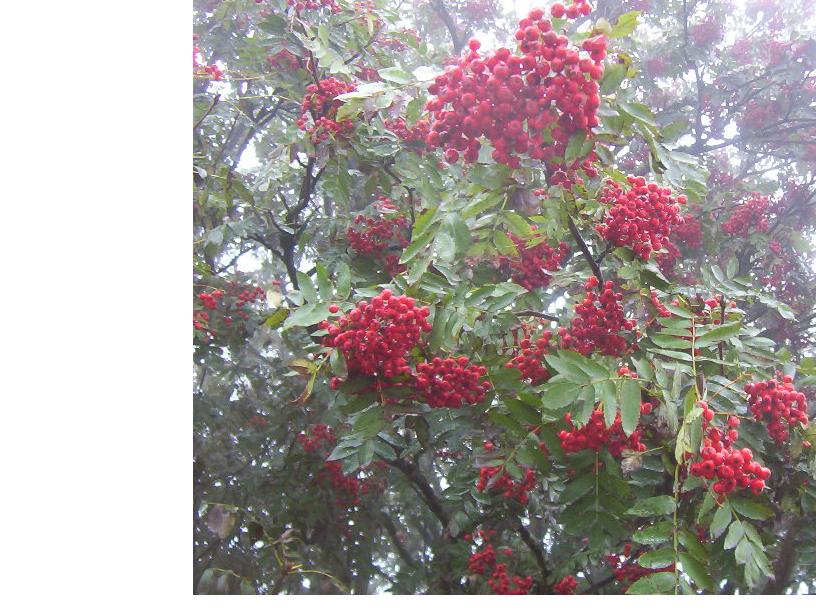 sorbus aucuparia