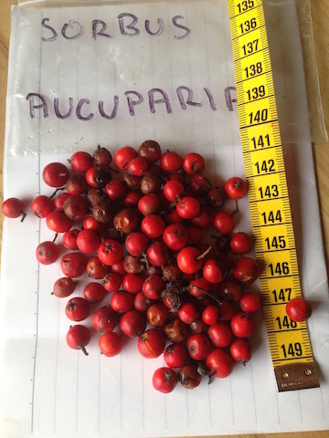  sorbus aucuparia