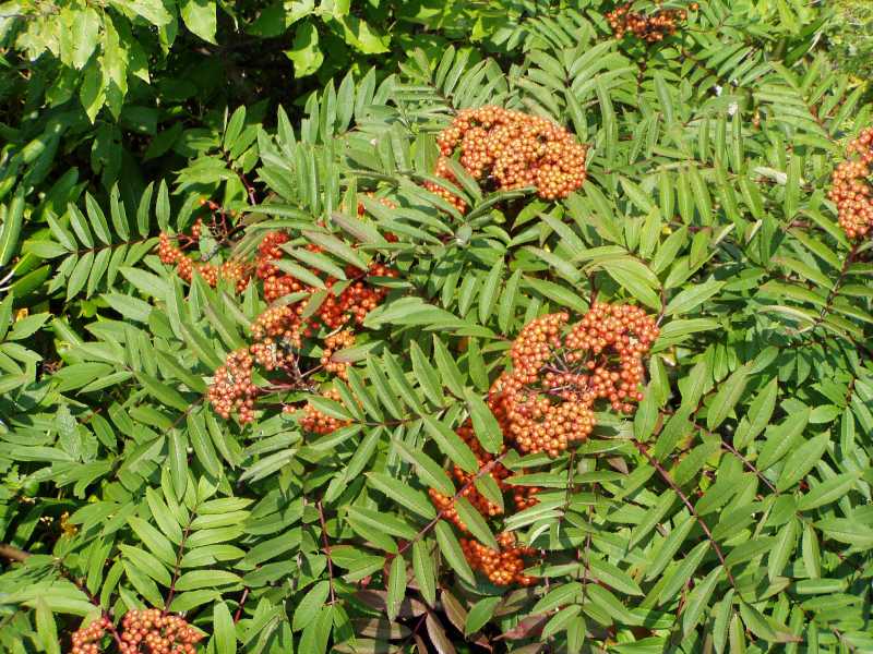  sorbus americana