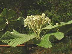  sorbus aria