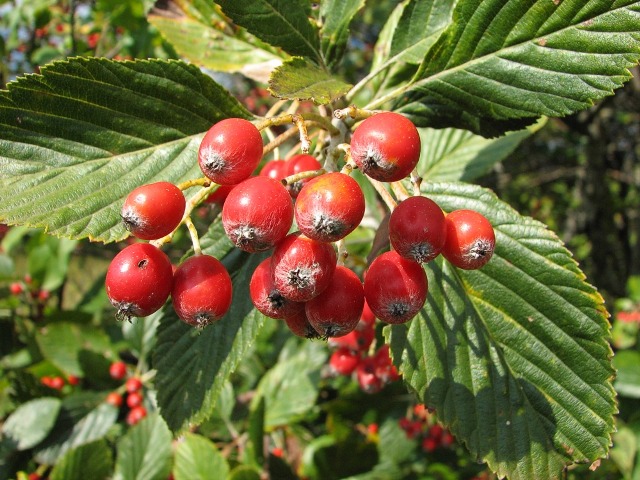  sorbus aria