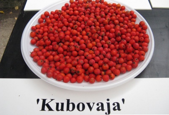  sorbus aucuparia var. edulis  kubovaja