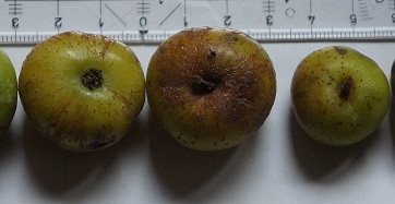  a periode de fructification precoce