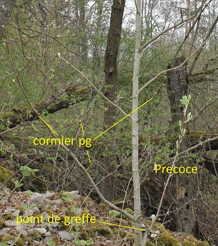 a periode de fructification precoce