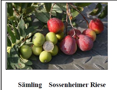  sossenheimer riese