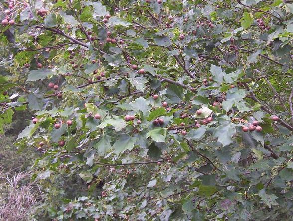  sorbus torminalis