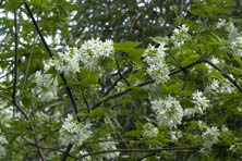  staphylea