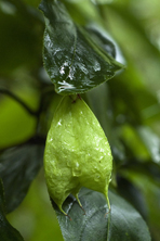  staphylea