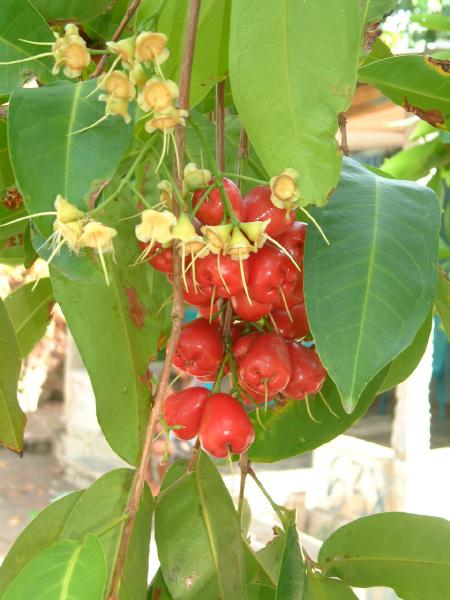  syzygium jambos