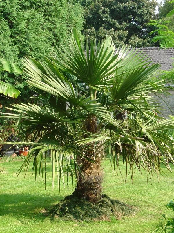  trachycarpus fortunei palmier