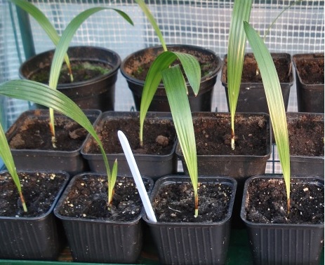  trachycarpus fortunei palmier