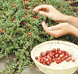  vaccinium macrocarpon honkers