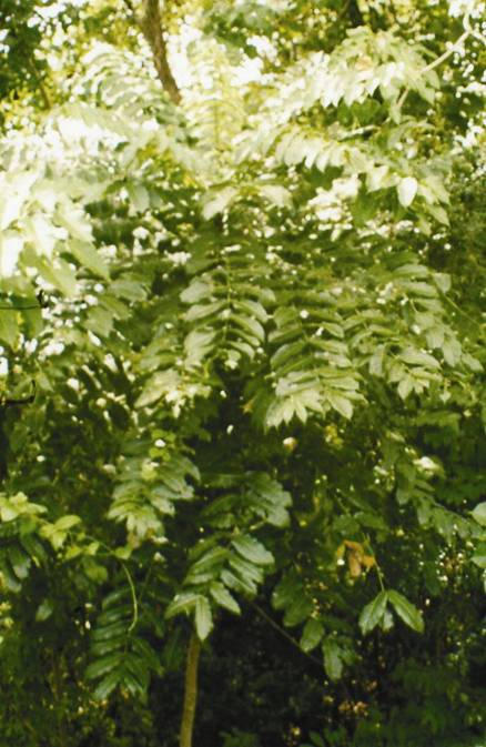  zanthoxylum piperitum