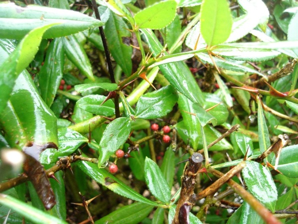  zanthoxylum planiscapum