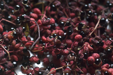  zanthoxylum simulans