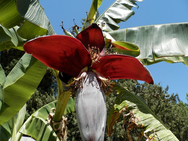  musa dhusray