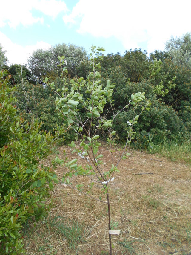  prunus cerasus l. var. caproniana