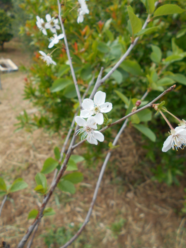 prunus cerasus l. var. caproniana