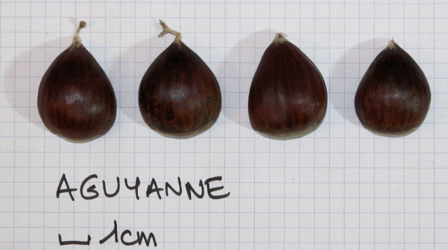  aguyane