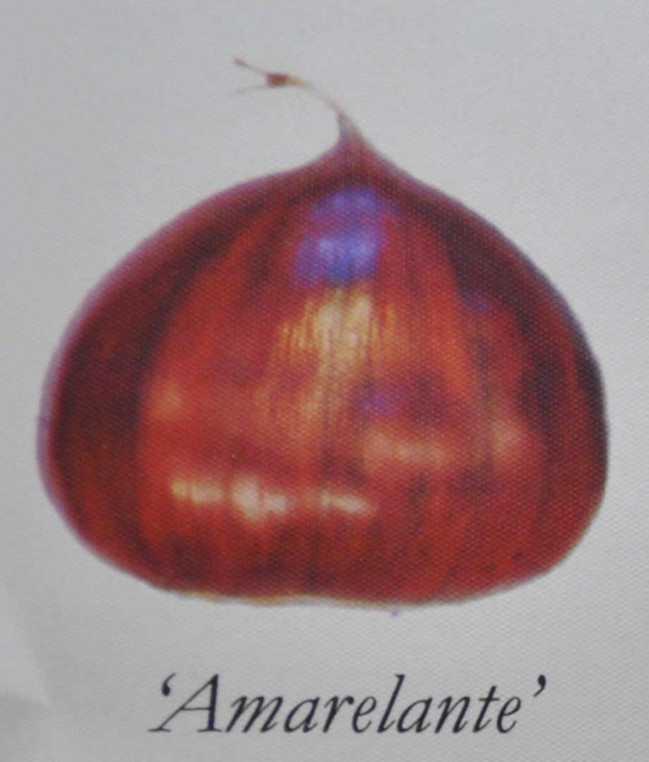  amarelante