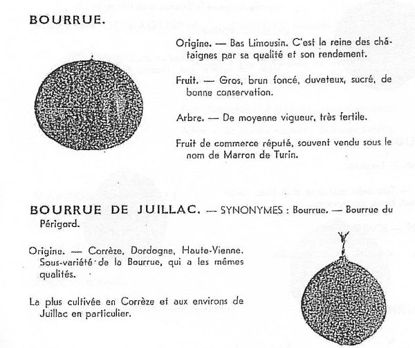  bourrue