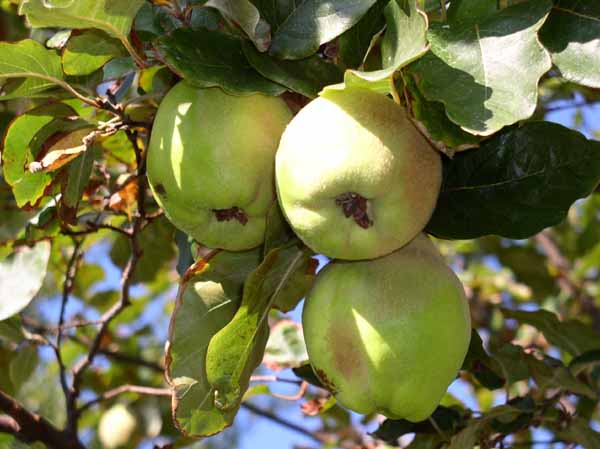  coing commun de provence