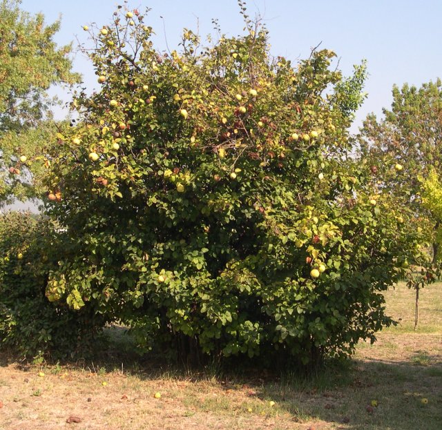  coing commun de provence