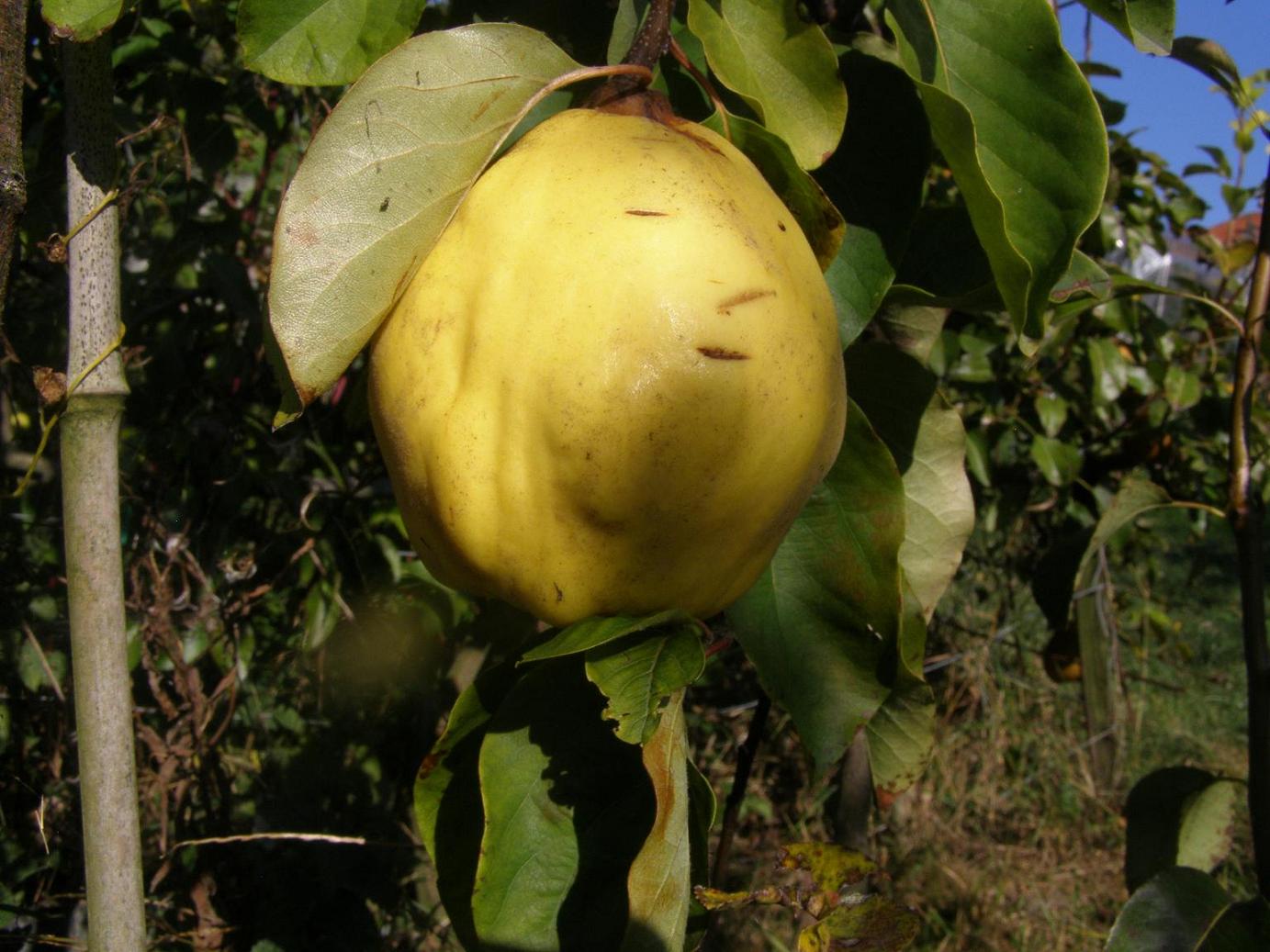  geant de vranja