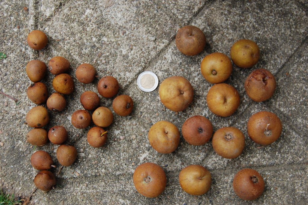 breton à gros fruits
