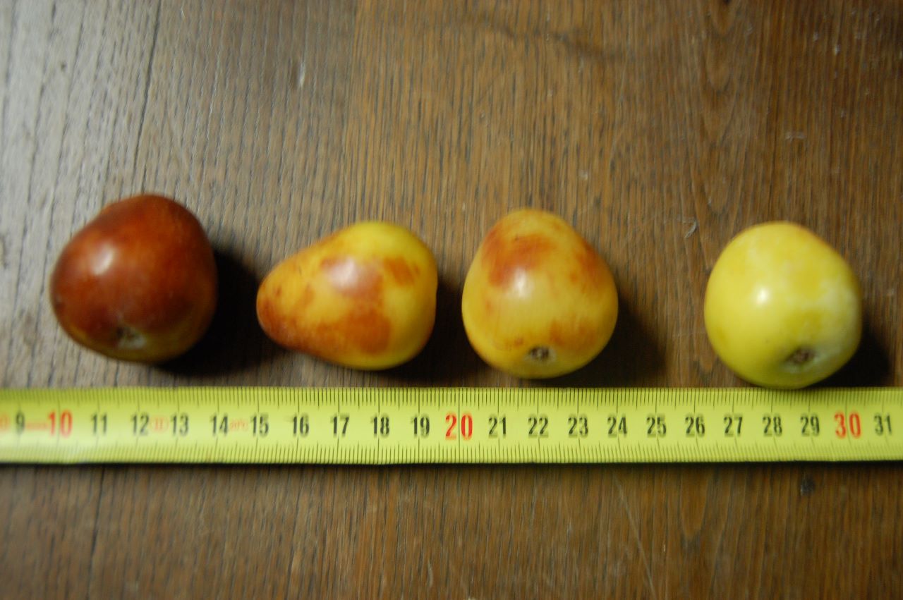  loudunais à gros fruits
