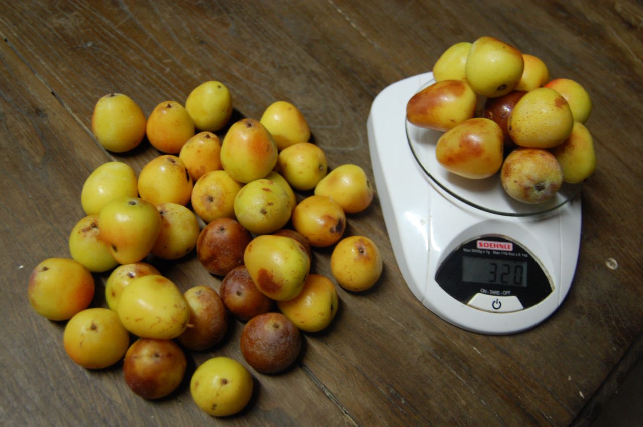  loudunais à gros fruits