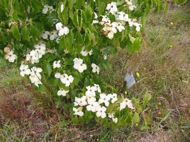  cornus kouza