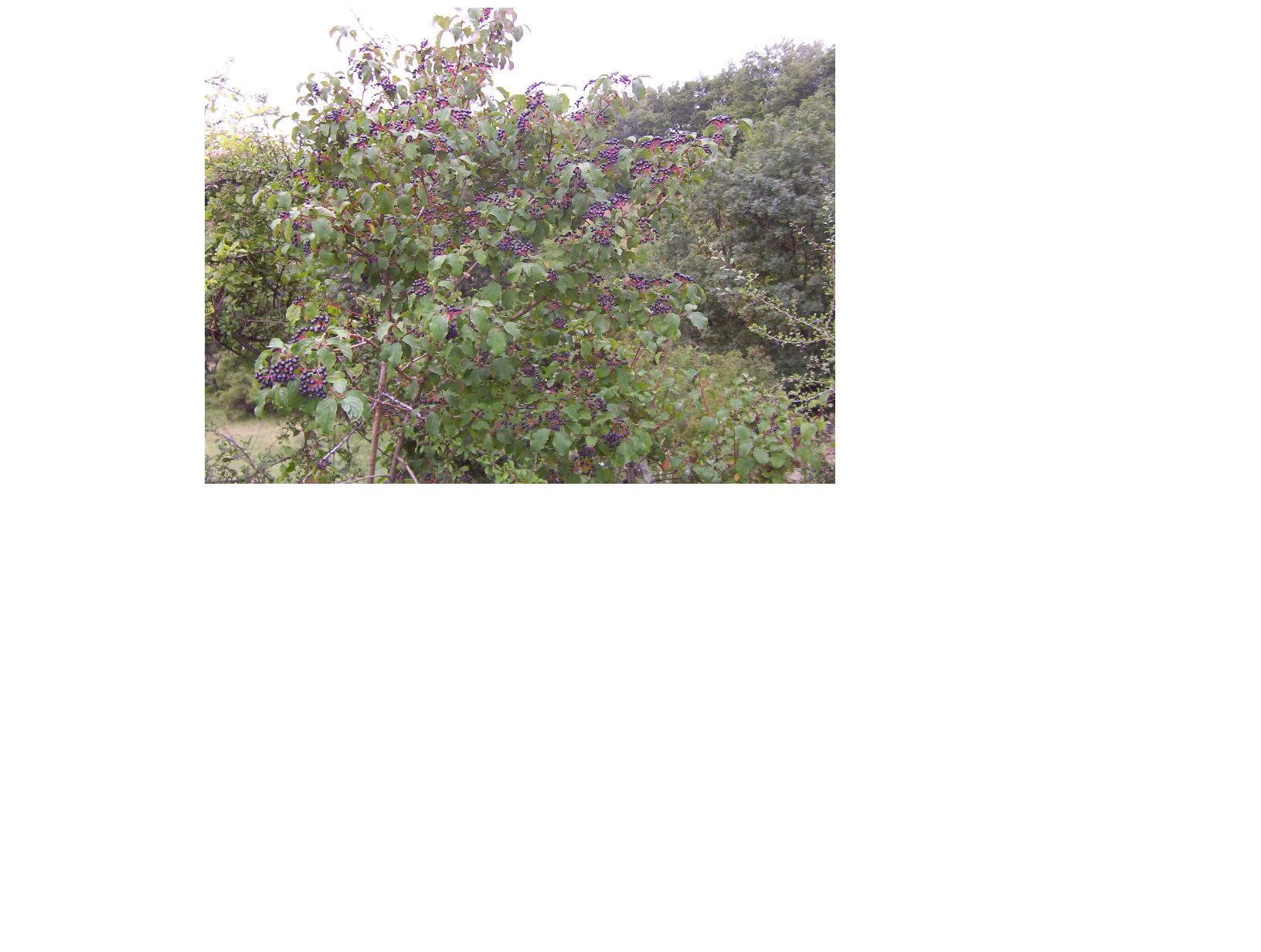  cornus sanguinea