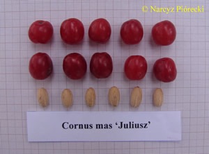  juliusz