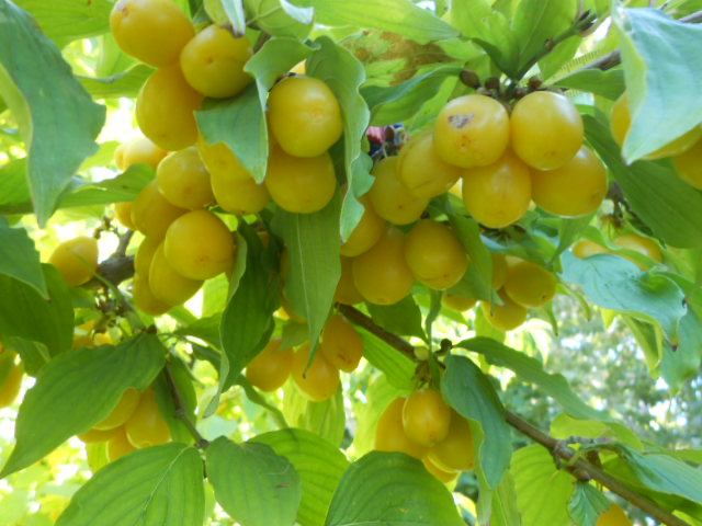  lagodekhi jaune
