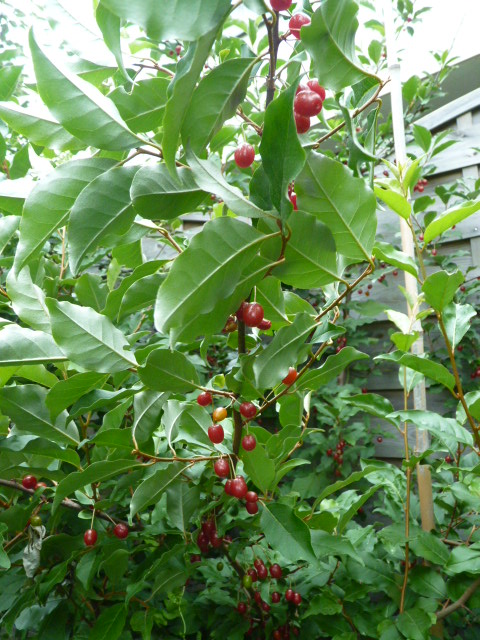  eleagnus multiflora red gem
